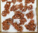 Lot: Assorted Twinned Aragonite Clusters - Pieces #134146-1